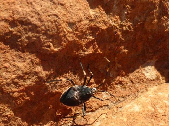 Another of my canyon companions.