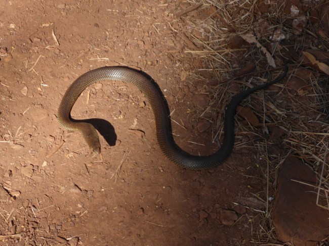 This little slitherer got a bit upset when I nearly trod on it. And yes, it is a poisonous one!