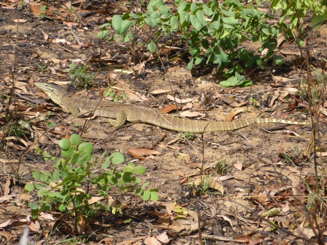 Hello Little Lizard!