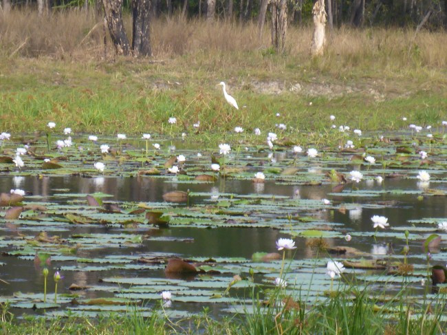 Lilies and birds in Lakefield NP.