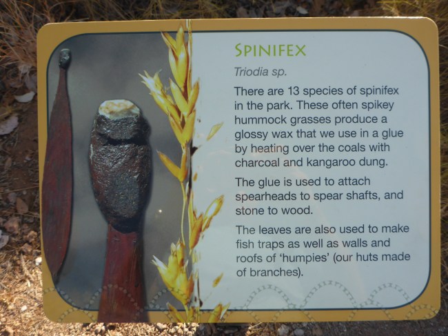 Spinifex Grass.