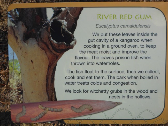 Red River Gum.