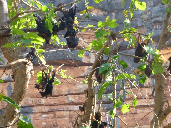 Fruit bats. They never seem to stay still.