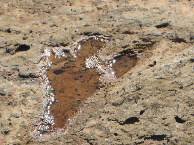 Dinosaur footprint.