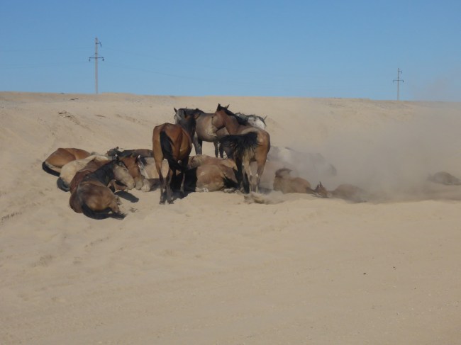 Nice to see something enjoying all that dust.
