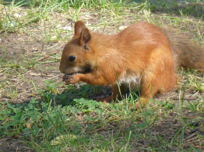 .... munching his nuts.