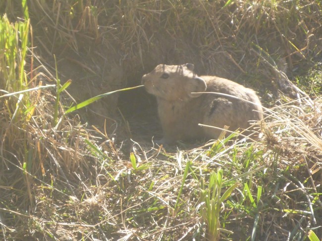 Hundreds of these little furry things running around.