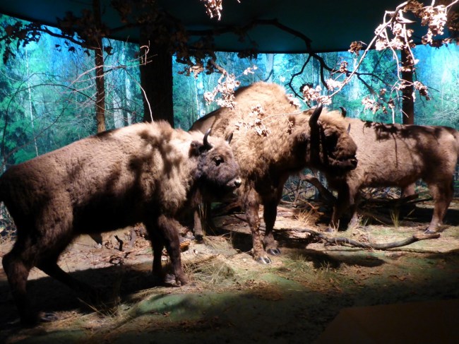 Not the real thing, yet.