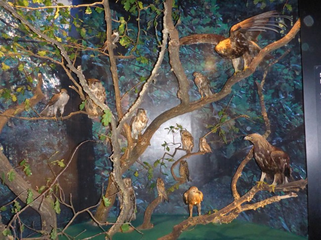 Models of birds, displayed to great effect.