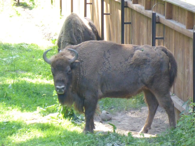 Here's the real thing. And I've decided you can't wash your hands in one.