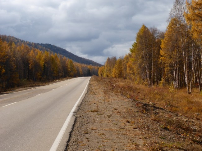 The predominate colour of a Siberian Autumn seems to be yellow from the Laurel trees.