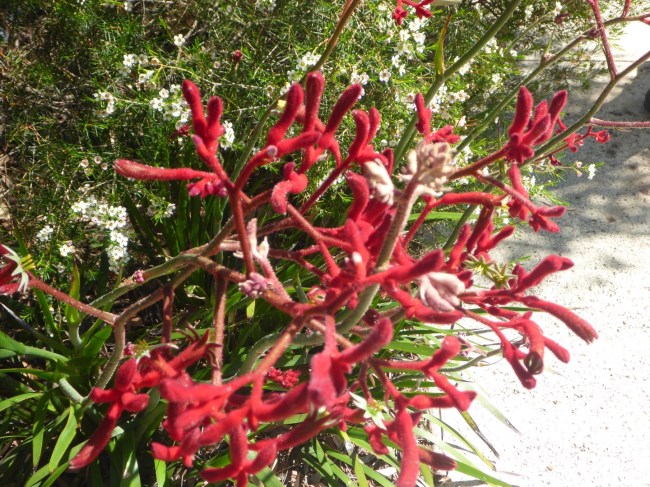It's easy to imagine the Australian outback as featureless. But it isn't, not when there's plants like this one.