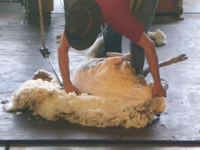 Shearing.