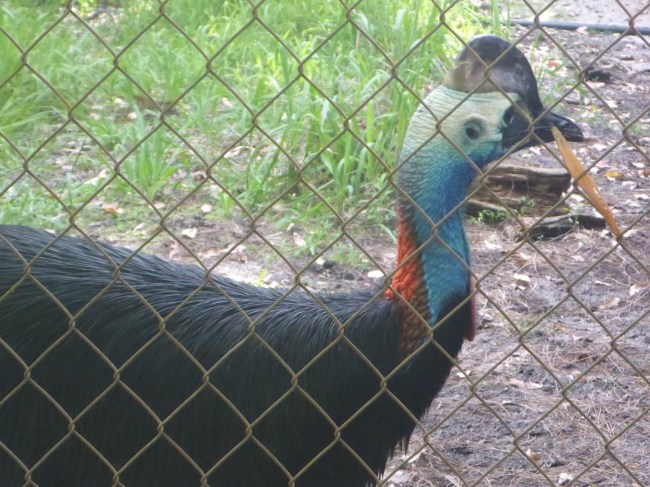 Cassowary.