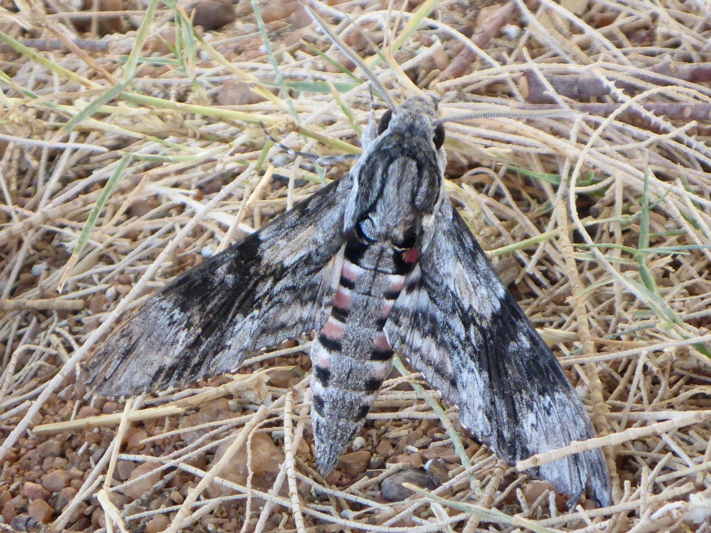 Colourful local wildlife.