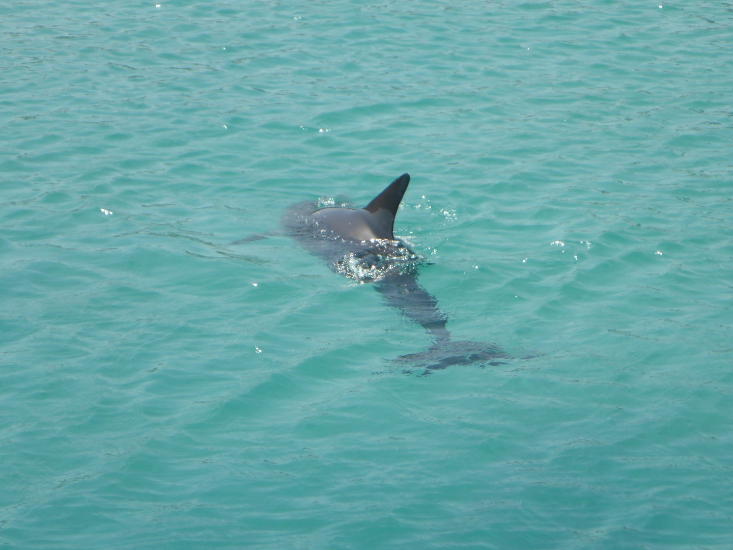 It's always good to see a dolphin.