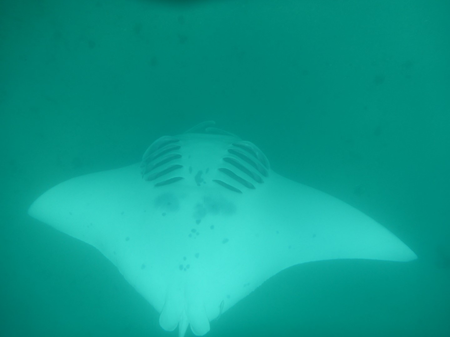 Star wars Manta Ray.