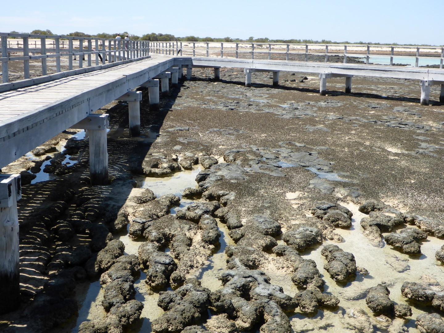 Stromatolite domes and mats, and the very useful viewing walkway.