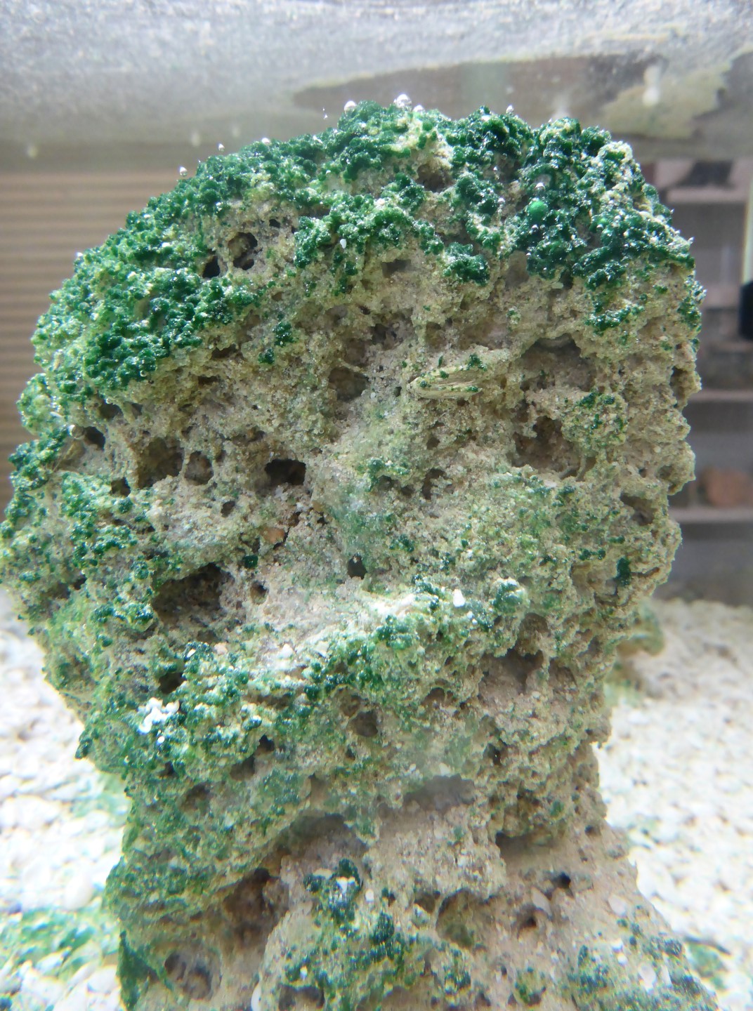 Oxygen farting. Creating life as we know it.