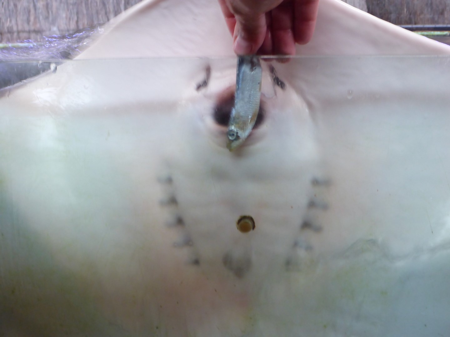 Feeding time for Ray.