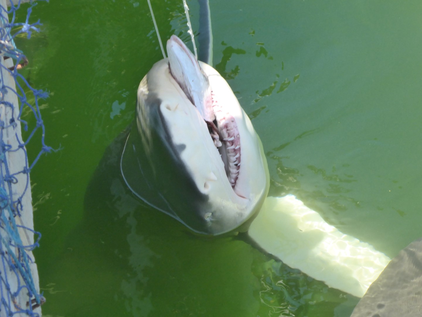 Feeding time. Scary teeth!