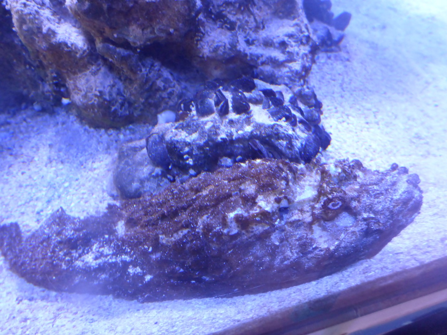 Stone Fish, with its very effective disguise.