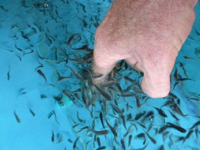 ...... than this one would be. Skin munching fishes.