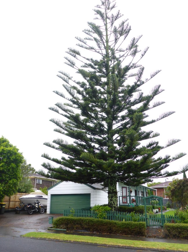 Sue and Thommo's house, including a very large tree!