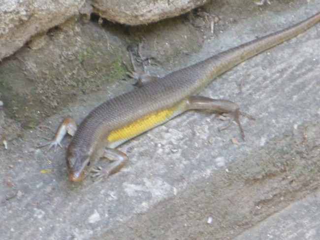 One of the local residents.