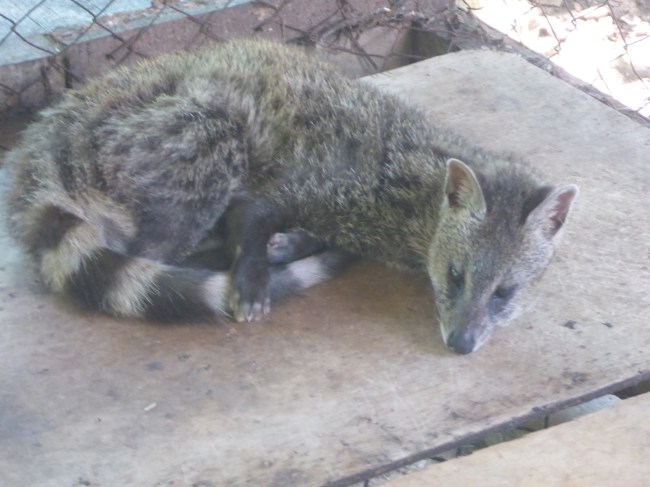 Lewak, looking to be in a digestive mood.