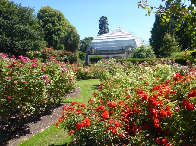 Botanical Gardens, Rose Garden.