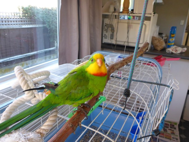 Who's a Pretty Boy then!