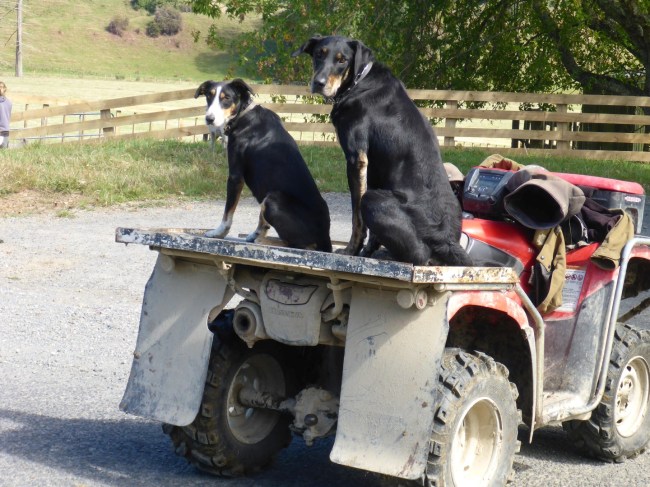 With attentive dogs.