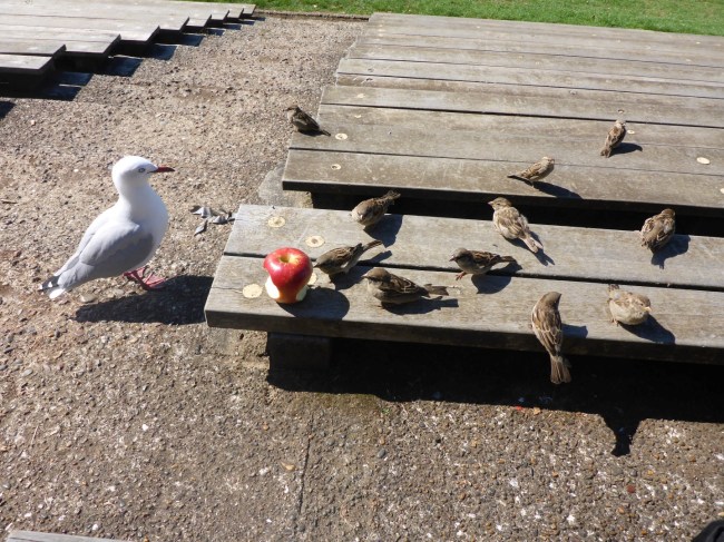 Big Bird has come to play. The sparrows don't seem to care.