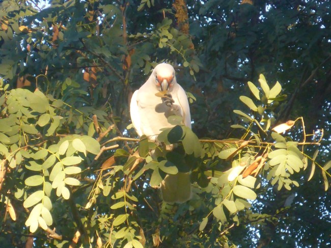A Cockateel eats lunch.