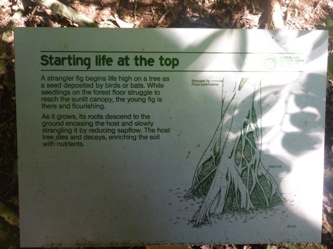 Some Aussie trees have a voracious appetite.