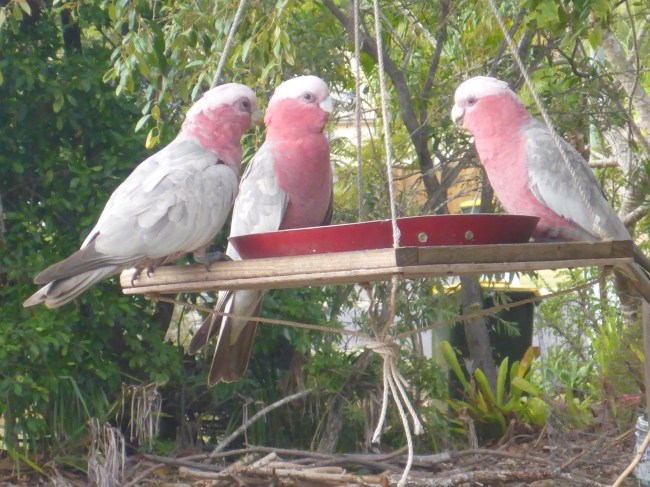 Three very pretty Galah Cockatoos. Quite common now in urban areas.