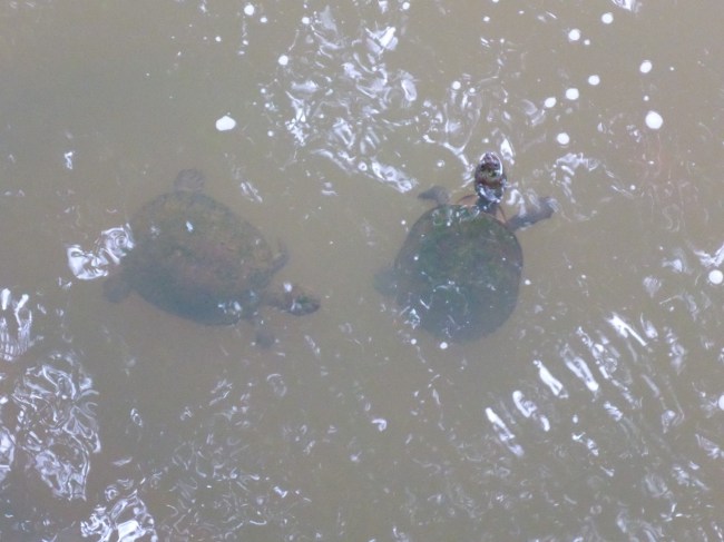 Freshwater turtles.