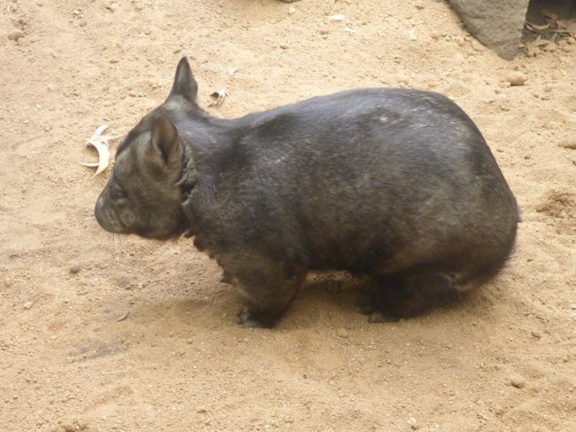 Wombat.