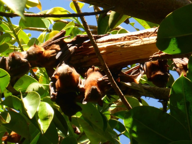 Flying foxes.