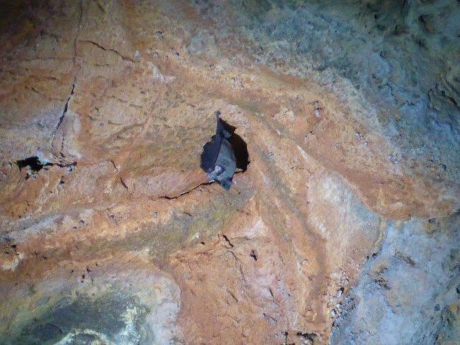 Bat or snake's bite?