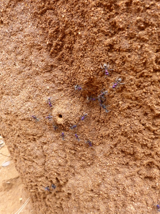 Blue arsed ants.
