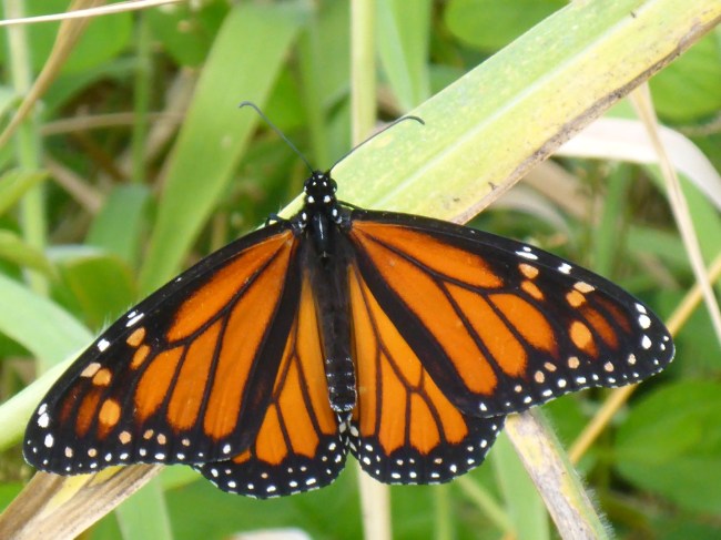 Seen while out walking. Pretty.