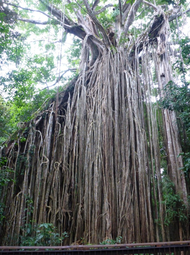 The Curtain Fig Tree.
