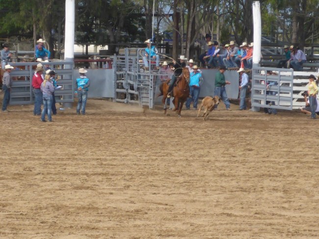 Look out calf, I'm coming to get you!