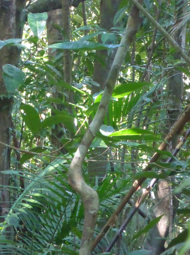 When it was much smaller this sapling was bent and tied to form this direction post. It points the way.