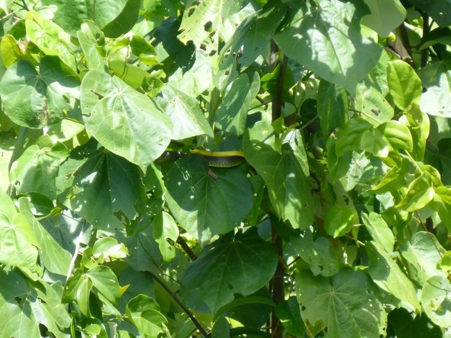 Well camouflaged tree snake.