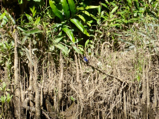 Super pretty Kingfisher.